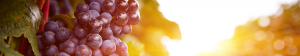 Wine Sicily